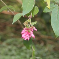 Cestrum elegans (Brongn. ex Neumann) Schltdl.